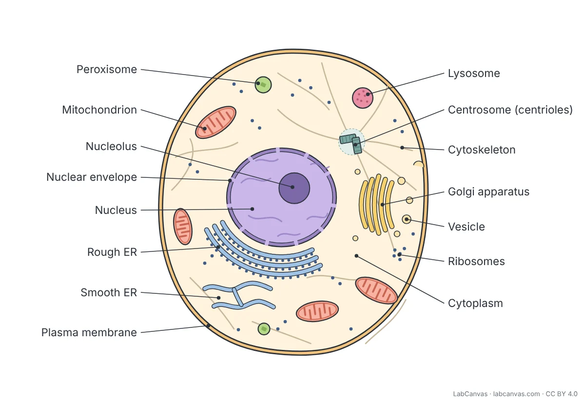 Labelled animal cell diagram: a rounded cell showing the plasma membrane, cytoplasm, nucleus with nucleolus and a nuclear envelope with pores, rough ER, smooth ER, Golgi apparatus, vesicles, mitochondria, lysosome, peroxisome, centrosome with two centrioles, cytoskeleton fibres and ribosomes.