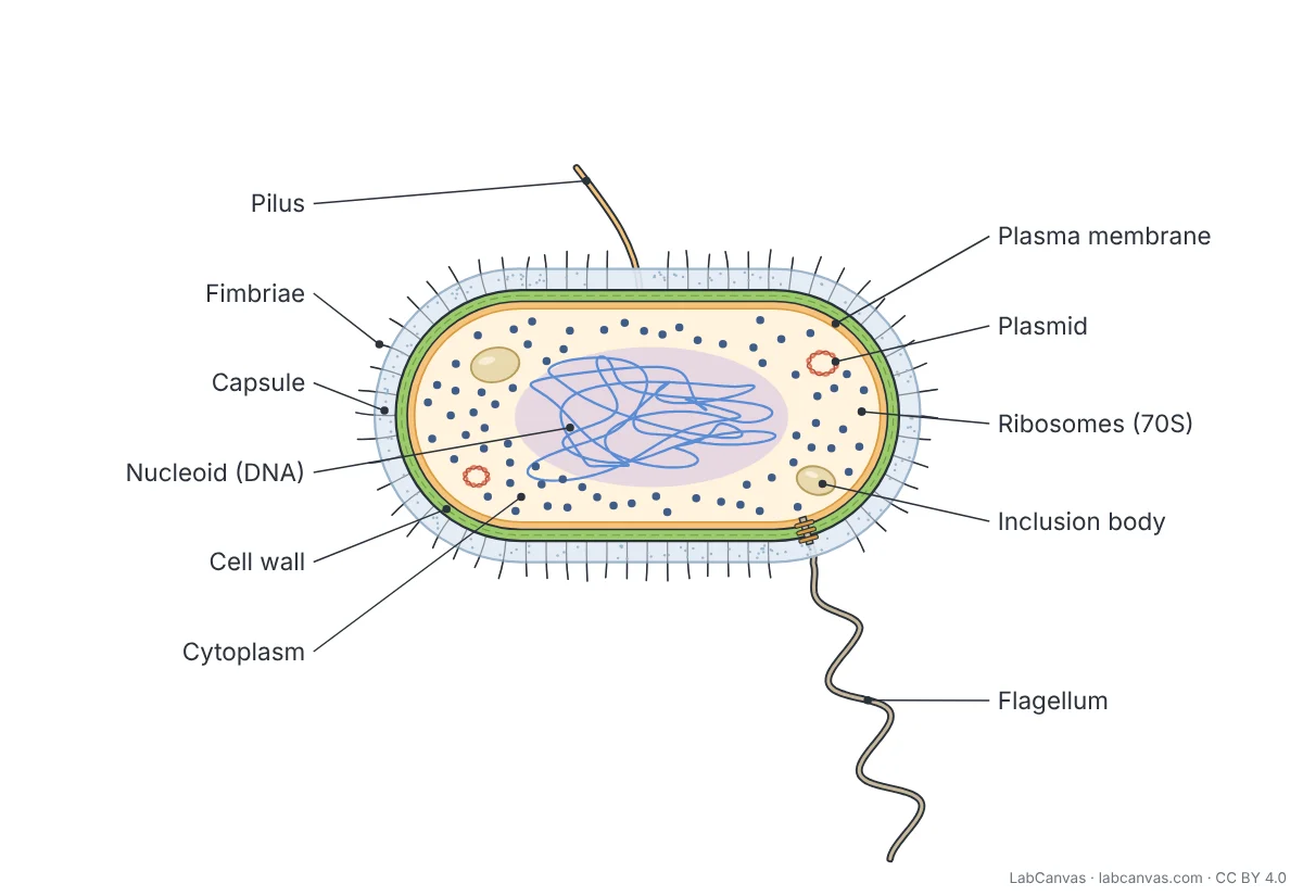 Labelled bacterial cell diagram: a rod-shaped bacterium showing the capsule, cell wall, plasma membrane, cytoplasm, nucleoid (DNA), plasmids, 70S ribosomes, an inclusion body, many short fimbriae, a long pilus and a flagellum anchored in the cell envelope.