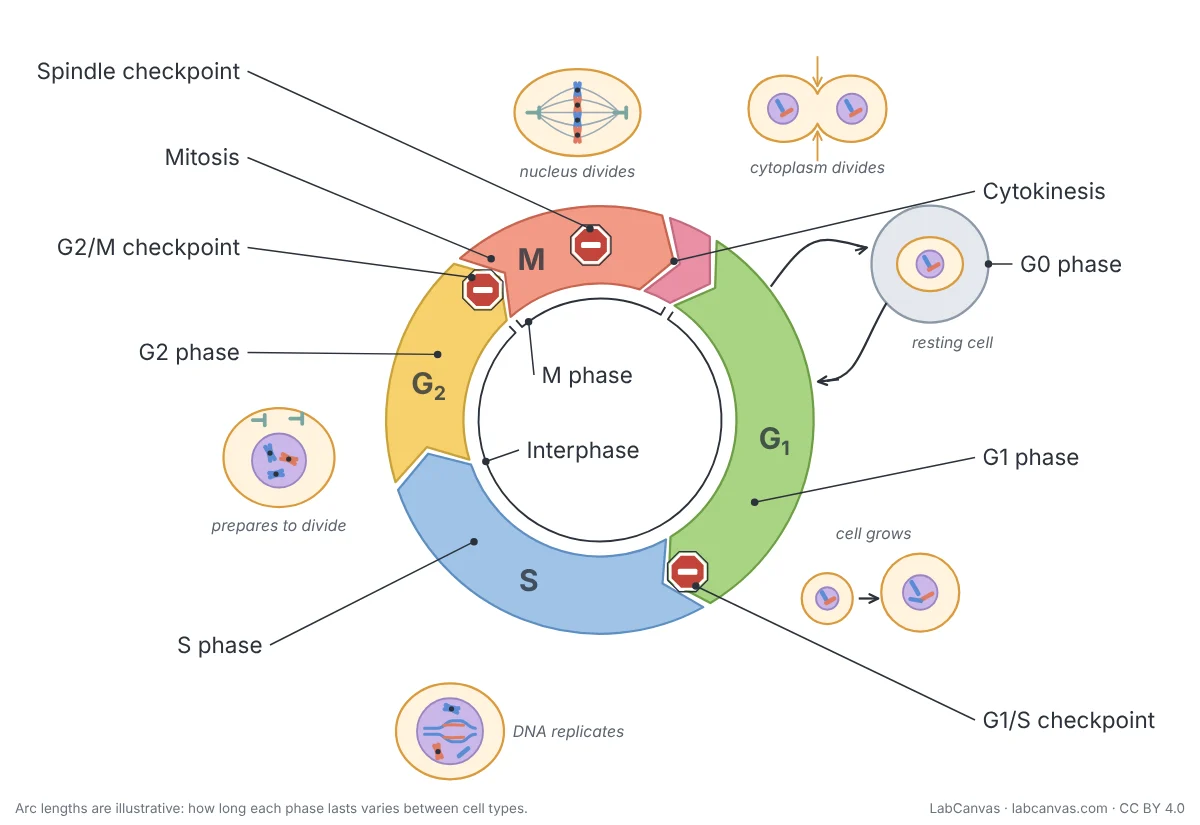 Labelled cell cycle diagram drawn as a wheel: interphase with G1 phase, S phase and G2 phase takes most of the circle, and the M phase with mitosis and cytokinesis a smaller arc, with arrows showing the direction. G0 phase branches off G1. Stop signs mark the G1/S checkpoint, G2/M checkpoint and spindle checkpoint. Small sketches show a cell growing, DNA replicating, a cell preparing to divide, chromosomes lined up on the spindle and the cytoplasm dividing.