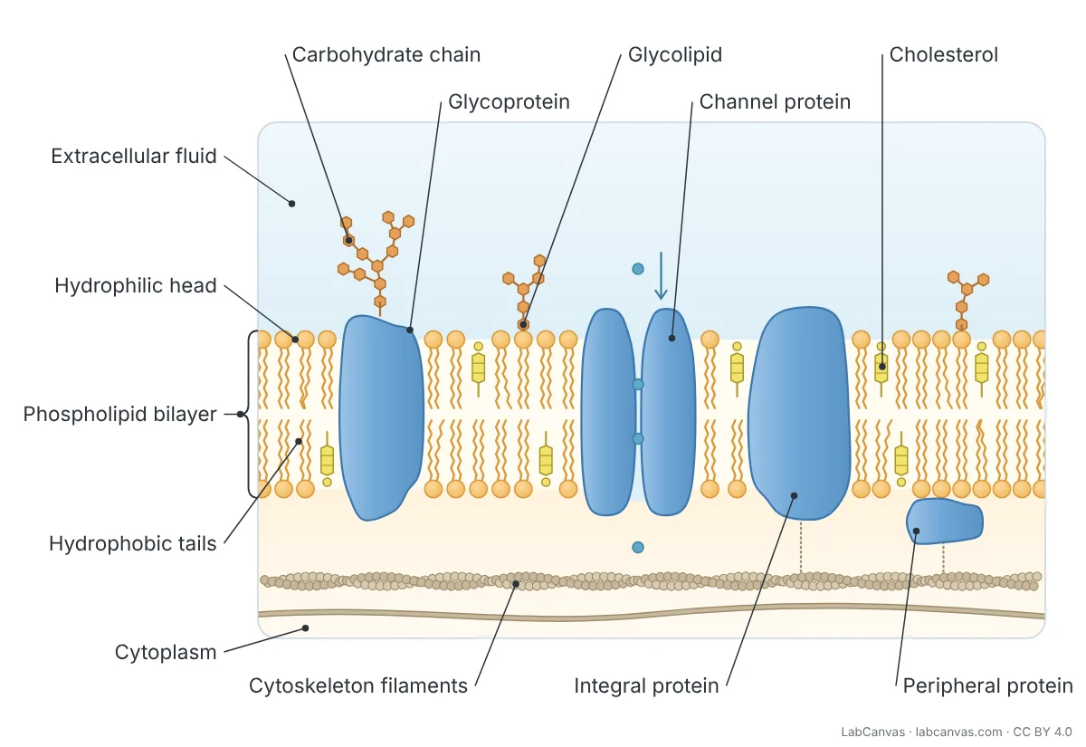 Labeled diagram of a section of cell membrane (fluid mosaic model) with extracellular fluid above and cytoplasm below. Labels: extracellular fluid, carbohydrate chain, glycoprotein, glycolipid, channel protein, cholesterol, peripheral protein, integral protein, cytoskeleton filaments, cytoplasm, hydrophobic tails, phospholipid bilayer and hydrophilic head.