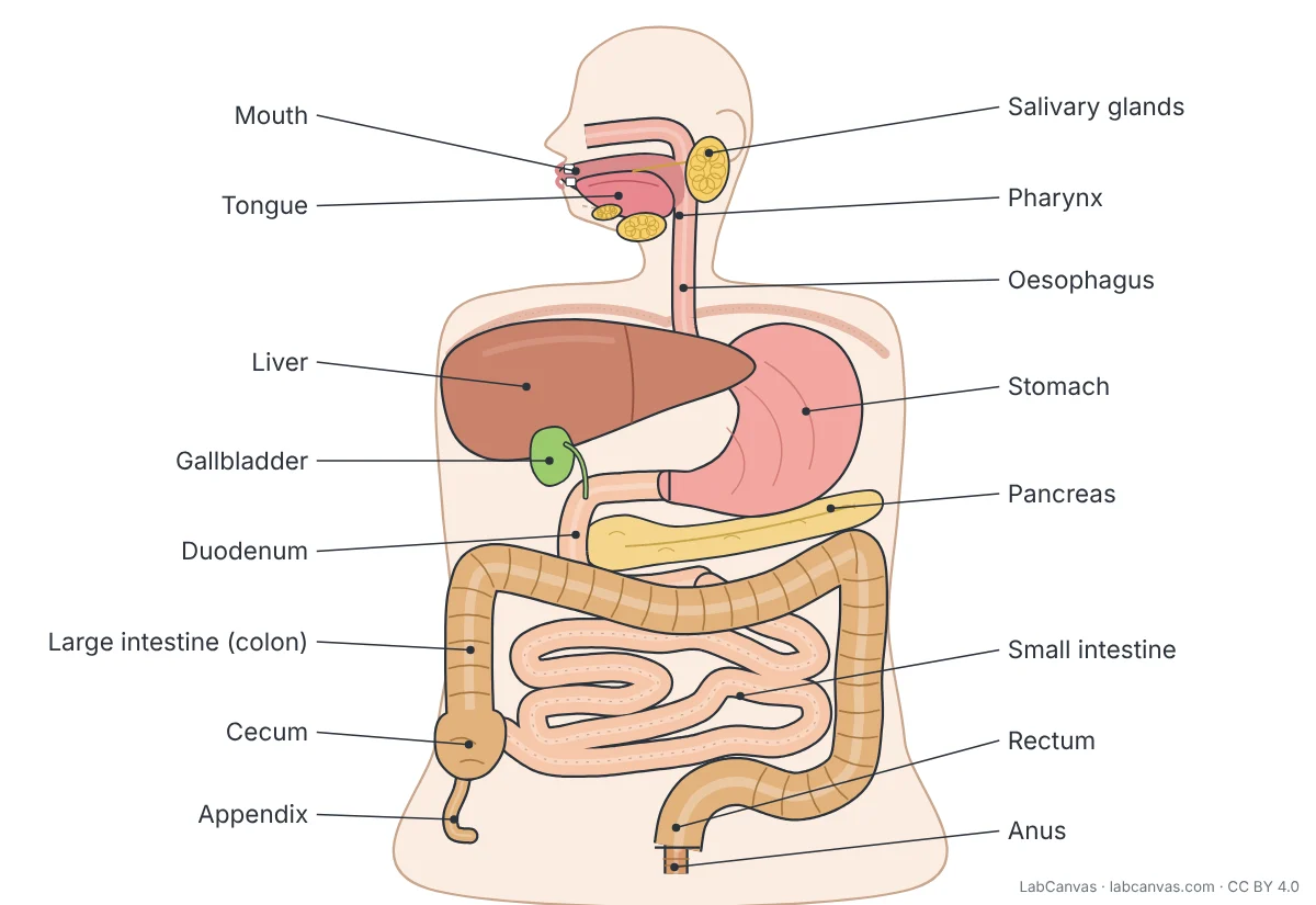 Labelled diagram of the human digestive system seen from the front, with the head in side view: mouth, tongue, salivary glands, pharynx, oesophagus, liver, gallbladder, stomach, pancreas, duodenum, small intestine, large intestine (colon), cecum, appendix, rectum and anus.