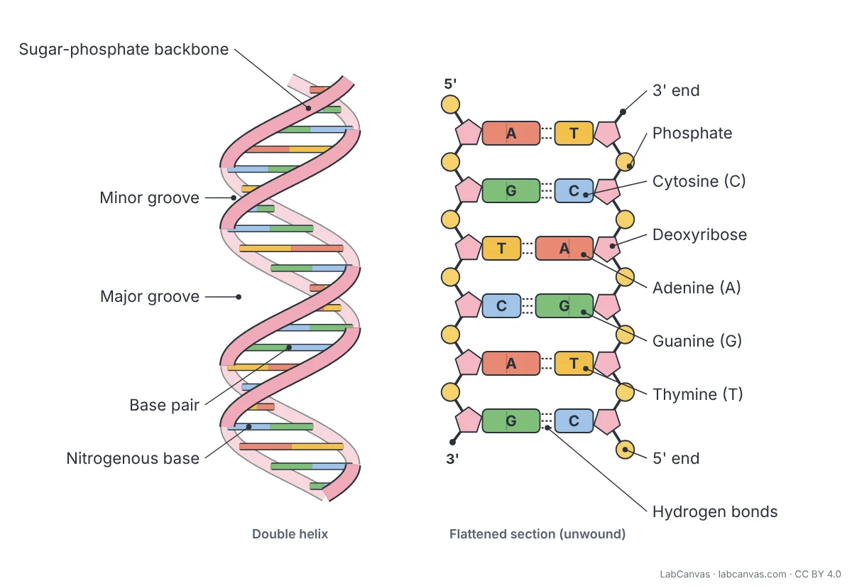 Labelled DNA structure diagram: on the left a right-handed double helix with its sugar-phosphate backbones, base pairs, a nitrogenous base and the major and minor grooves; on the right a flattened ladder section showing phosphates, deoxyribose sugars, the bases adenine, thymine, guanine and cytosine paired A-T and G-C, the hydrogen bonds between them (two for A-T, three for G-C), and the 5' and 3' ends of the antiparallel strands.