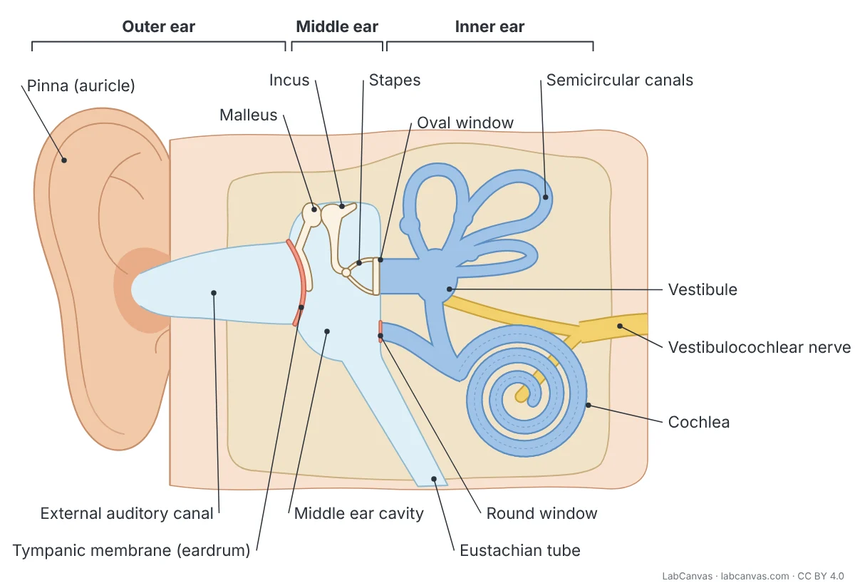 Labelled diagram of the human ear in section, divided into outer ear, middle ear and inner ear. Labels: pinna (auricle), external auditory canal, tympanic membrane (eardrum), malleus, incus, stapes, middle ear cavity, Eustachian tube, oval window, round window, semicircular canals, vestibule, cochlea and vestibulocochlear nerve.