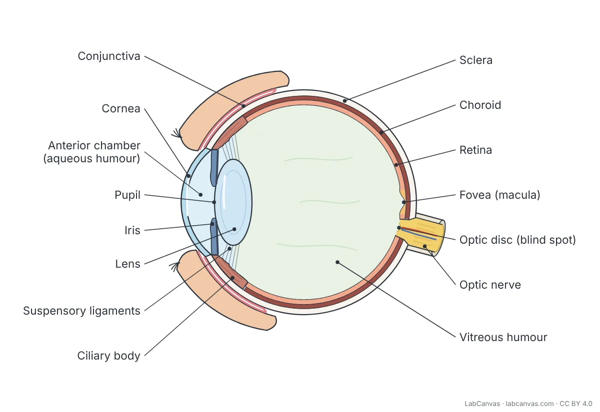 Labelled diagram of the human eye in side section: eyelids lined by the conjunctiva, cornea, anterior chamber filled with aqueous humour, pupil, iris, lens held by suspensory ligaments from the ciliary body, sclera, choroid, retina with the fovea (macula), optic disc (blind spot), optic nerve and the vitreous humour filling the inside of the eyeball.