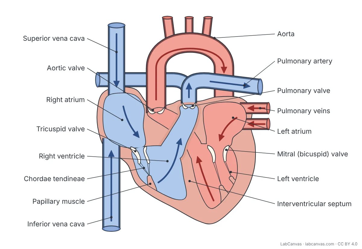 Labelled diagram of a human heart in frontal section, seen from the front: superior and inferior vena cava, right atrium, tricuspid valve, right ventricle, chordae tendineae, papillary muscle, pulmonary valve, pulmonary artery, pulmonary veins, left atrium, mitral (bicuspid) valve, left ventricle, interventricular septum, aortic valve and aorta, with blue arrows for deoxygenated blood and red arrows for oxygenated blood.