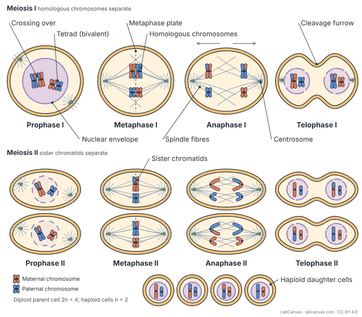 Labeled diagram of meiosis with two homologous chromosome pairs (maternal red, paternal blue). Meiosis I: prophase I (tetrad, crossing over, nuclear envelope), metaphase I (homologous chromosomes on the metaphase plate), anaphase I (spindle fibres, centrosome) and telophase I (cleavage furrow). Meiosis II: prophase II, metaphase II (sister chromatids), anaphase II and telophase II, ending in four haploid daughter cells with swapped chromosome segments.