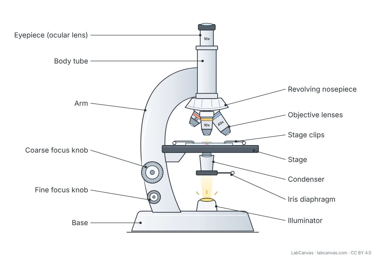 Labelled diagram of a compound light microscope in side view: eyepiece (ocular lens), body tube, arm, coarse focus knob, fine focus knob, base, revolving nosepiece, objective lenses (4x, 10x and 40x), stage clips holding a slide, stage, condenser, iris diaphragm and illuminator, with the light path shown running up through the specimen.