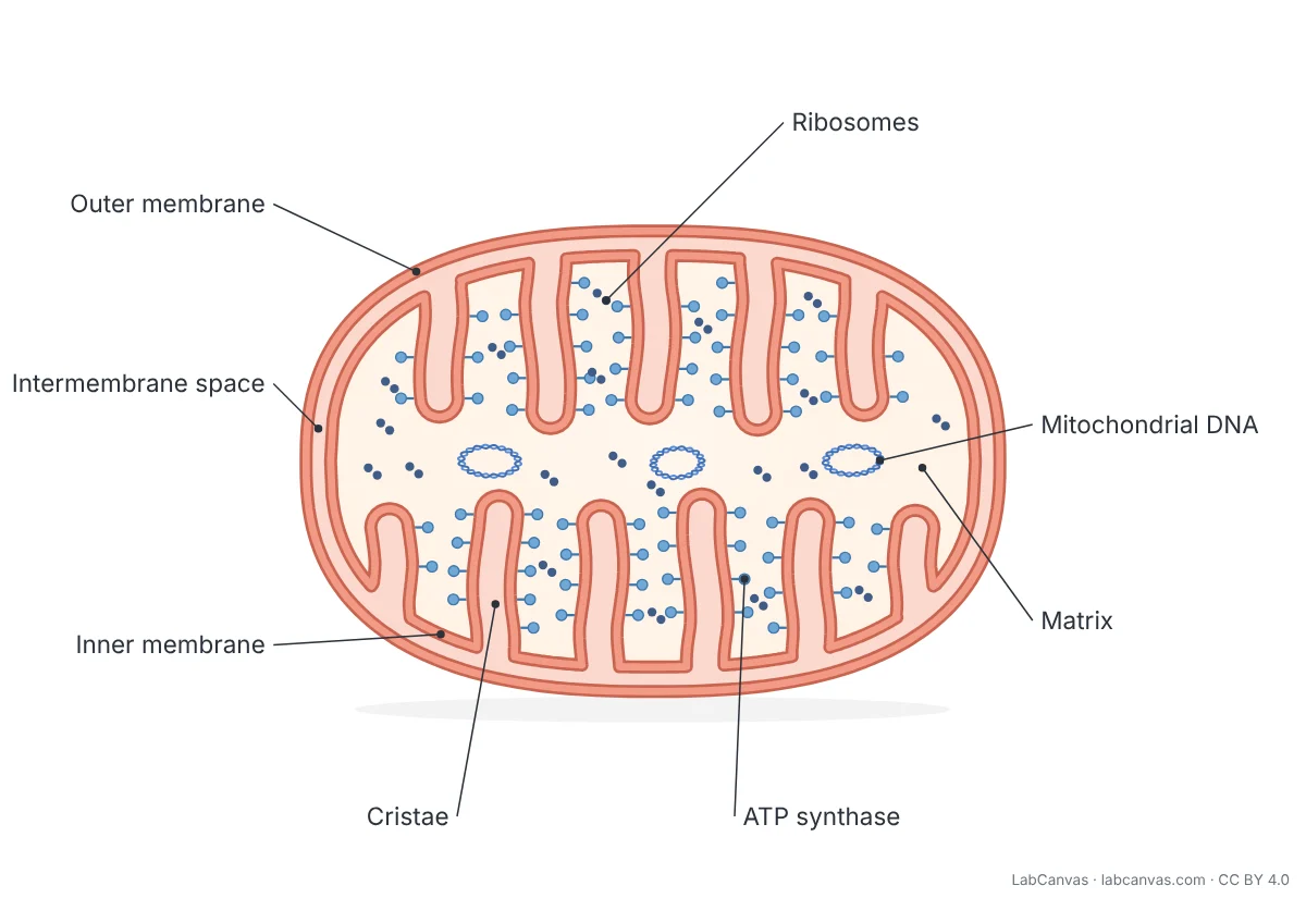 Labeled diagram of a mitochondrion in longitudinal section. Labels: outer membrane, intermembrane space, inner membrane, cristae, ATP synthase, matrix, mitochondrial DNA and ribosomes.