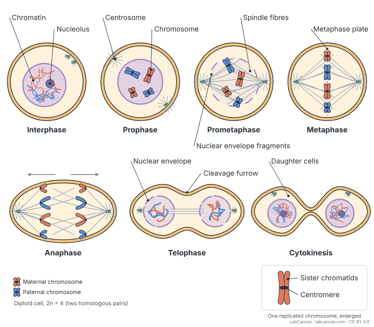 Labeled diagram of mitosis in an animal cell with two homologous chromosome pairs (maternal red, paternal blue). Seven cells show interphase (chromatin, nucleolus), prophase (chromosome, centrosome), prometaphase (spindle fibres, nuclear envelope fragments), metaphase (metaphase plate), anaphase, telophase (nuclear envelope, cleavage furrow) and cytokinesis (daughter cells), with an enlarged chromosome showing sister chromatids and the centromere.