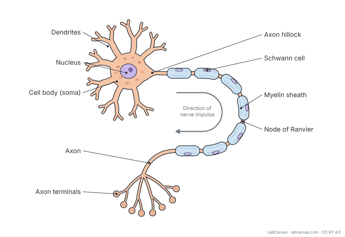 Labelled diagram of a multipolar motor neuron: branched dendrites around the cell body (soma) with its nucleus, the axon hillock, an axon wrapped in a myelin sheath made by Schwann cells with gaps called nodes of Ranvier, and branched axon terminals ending in synaptic knobs, with an arrow showing the direction of the nerve impulse.