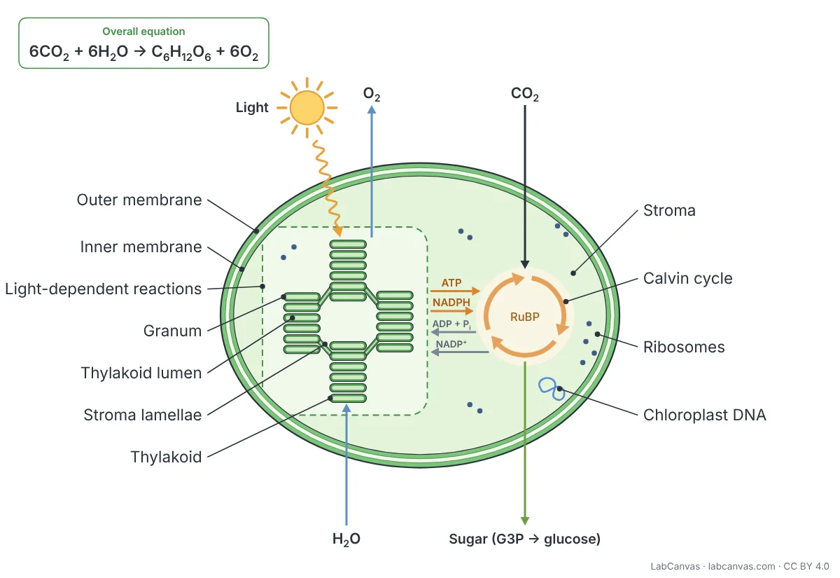 Labelled photosynthesis diagram: a chloroplast in cross-section showing the outer membrane, inner membrane, stroma, grana of thylakoids with their lumen, stroma lamellae, chloroplast DNA and ribosomes. Light and water enter the light-dependent reactions on the thylakoids, which release oxygen and pass ATP and NADPH to the Calvin cycle in the stroma; the Calvin cycle takes in carbon dioxide, gives out sugar and returns ADP + Pi and NADP+. The overall equation 6CO2 + 6H2O to C6H12O6 + 6O2 is shown in the corner.
