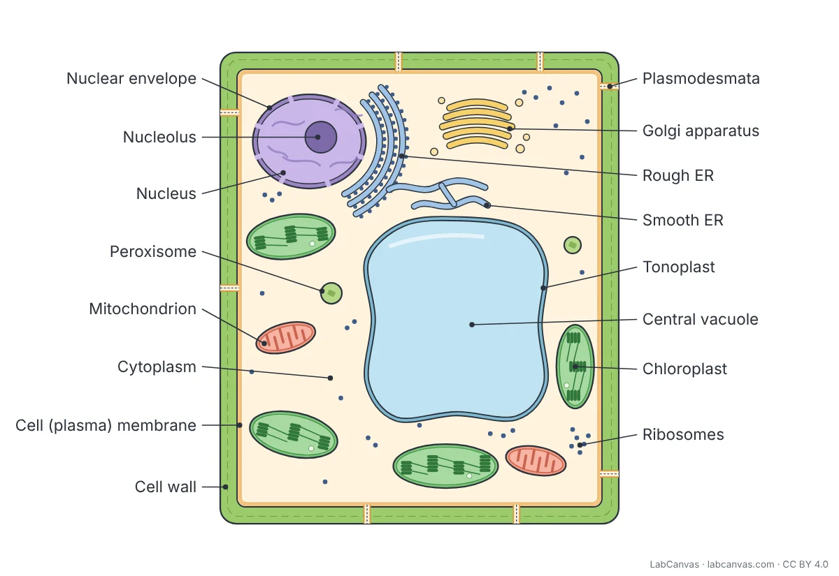 Free science diagrams: labelled, unlabelled, worksheets | LabCanvas