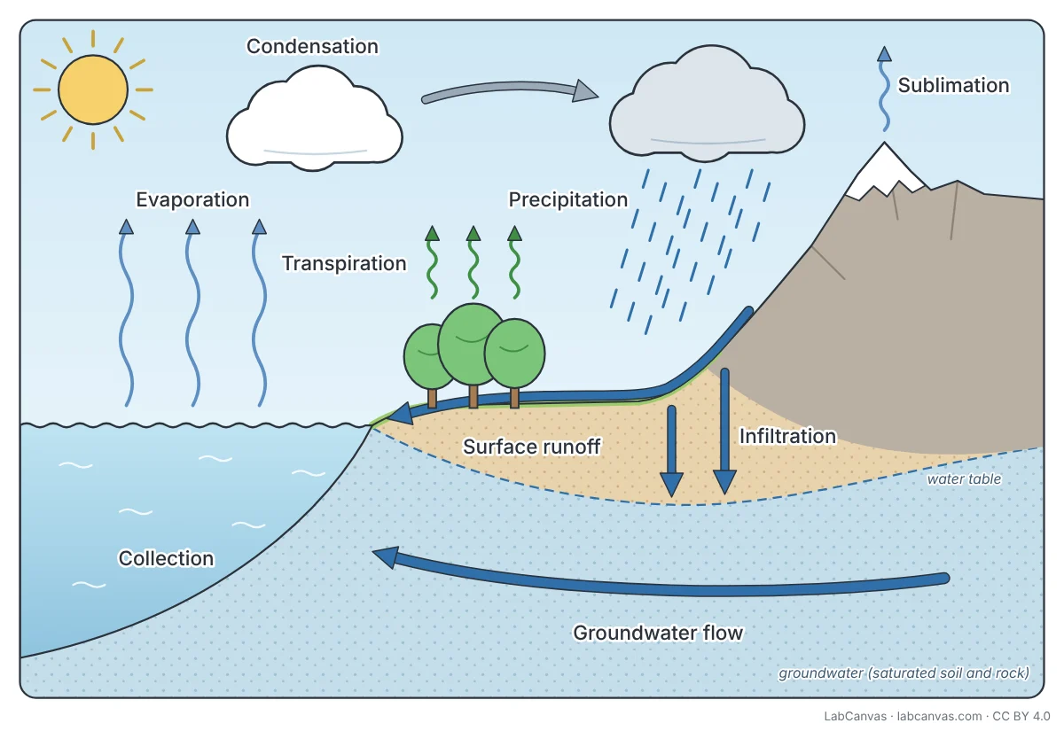 Labelled water cycle diagram: the sun heats the ocean and water vapour rises by evaporation; transpiration rises from trees and sublimation from a snow-capped mountain; condensation forms clouds that the wind carries inland; precipitation falls on the mountains; surface runoff flows to the sea, infiltration soaks down to the water table, groundwater flow returns to the ocean, and collection happens in the ocean.