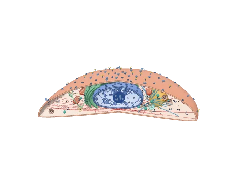 Adherent cell cutaway, a 3D model rendered in the LabCanvas 3D Studio