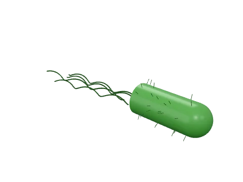 Bacterium, rendered in 3D