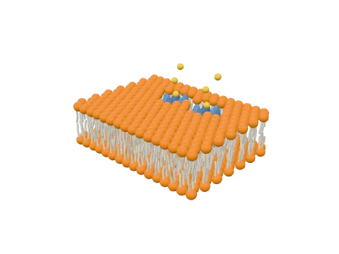 Lipid bilayer, rendered in 3D