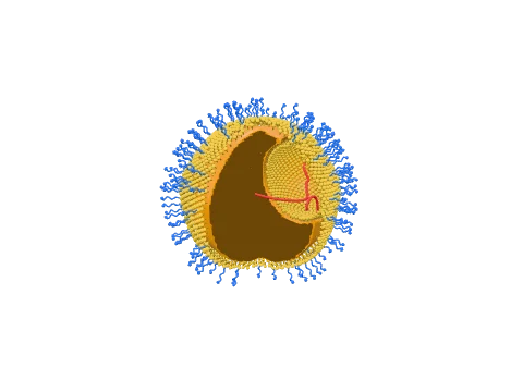 LNP with bleb, rendered in 3D