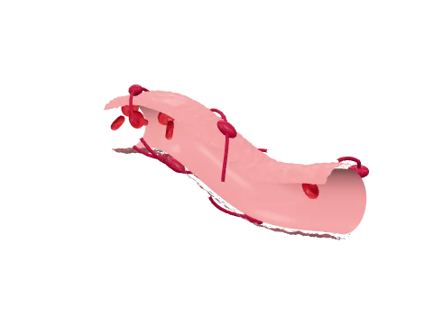 Capillary with pericytes, rendered in 3D