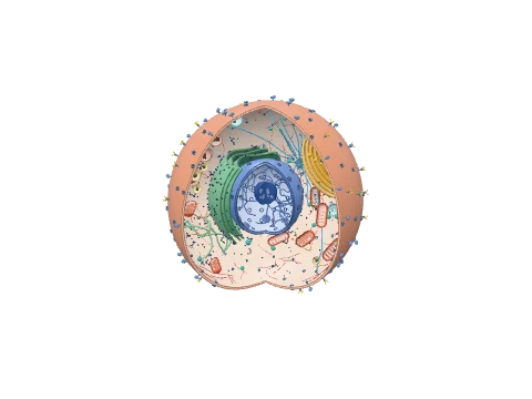 Cell cutaway, a 3D model rendered in the LabCanvas 3D Studio