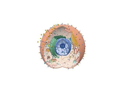 Cell taking up nanoparticles, a 3D model rendered in the LabCanvas 3D Studio