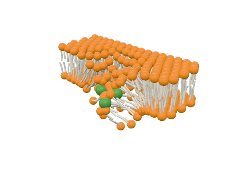 Endocytosis (membrane pit), rendered in 3D