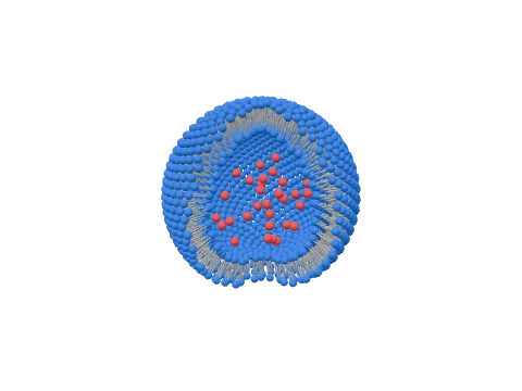 Liposome, rendered in 3D