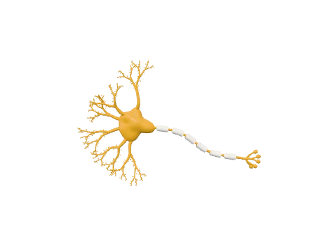 Neuron, a 3D model rendered in the LabCanvas 3D Studio