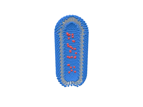 Lipid tubule, rendered in 3D