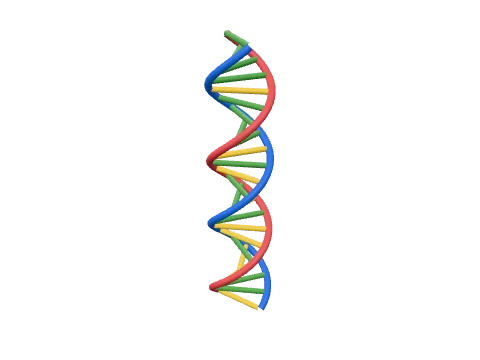 Z-DNA, rendered in 3D