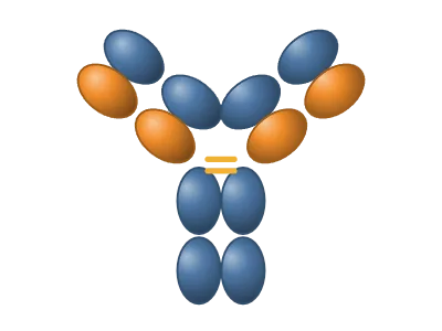 Antibody: IgG with heavy and light chains, optional antigens