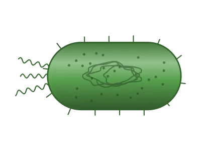 Bacterium: Rod, coccus, vibrio or spiral bacterium with flagella and pili