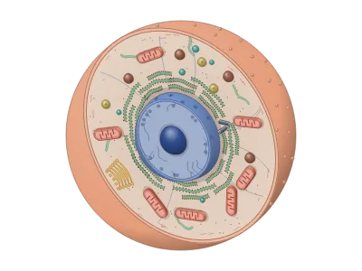 Animal cell cut in half (3D): An animal cell in 3D with a corner, wedge or half cut away: the nucleus (opened to show the nucleolus and chromatin, its envelope with pores), rough and smooth ER, Golgi, mitochondria with cristae, lysosomes, peroxisomes, vesicles, centrioles and the cytoskeleton; every organelle, colour and label can be changed