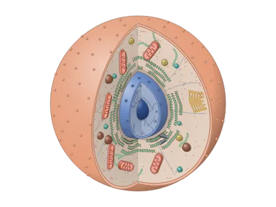 Animal cell with a wedge cut out (3D): An animal cell in 3D with a corner, wedge or half cut away: the nucleus (opened to show the nucleolus and chromatin, its envelope with pores), rough and smooth ER, Golgi, mitochondria with cristae, lysosomes, peroxisomes, vesicles, centrioles and the cytoskeleton; every organelle, colour and label can be changed