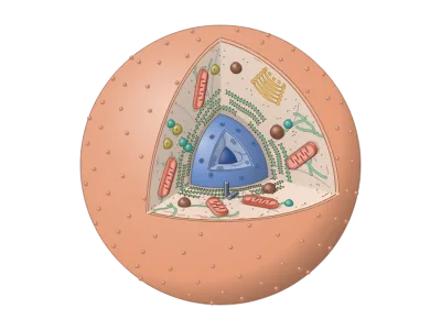 Animal cell, cut open (3D): An animal cell in 3D with a corner, wedge or half cut away: the nucleus (opened to show the nucleolus and chromatin, its envelope with pores), rough and smooth ER, Golgi, mitochondria with cristae, lysosomes, peroxisomes, vesicles, centrioles and the cytoskeleton; every organelle, colour and label can be changed