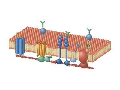 Cell membrane with receptors and channels (3D): A patch of plasma membrane in 3D: the phospholipid bilayer in section with cholesterol, an ion channel, a GPCR with its ligand and G protein, a receptor tyrosine kinase dimer, the Na⁺/K⁺ pump, glycoproteins, a glycolipid, a peripheral protein and actin; every part, colour and label can be changed
