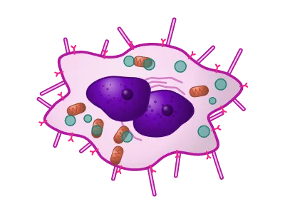 Cancer cell: Animal cell: membrane, nucleus, organelles, protrusions