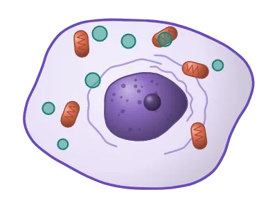 Cell: Animal cell: membrane, nucleus, organelles, protrusions
