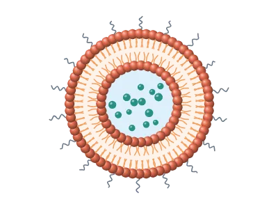 Liposome: Lipid bilayer vesicle with cargo, PEG and targeting ligands