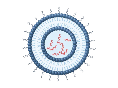 Lipid nanoparticle: Lipid bilayer vesicle with cargo, PEG and targeting ligands