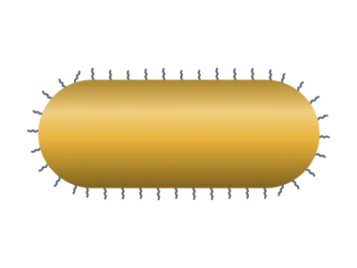 Gold nanorod: Gold or polymer particle with a ligand corona