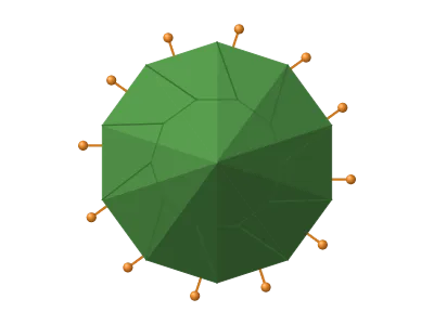 Icosahedral virus: Capsid or enveloped virus with spike proteins and genome