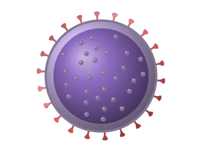 Virus: Capsid or enveloped virus with spike proteins and genome