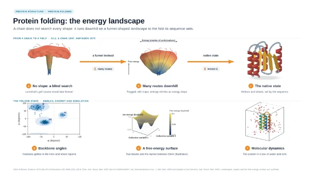 Protein folding: the energy landscape: editable figure template