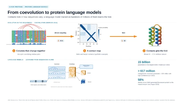 From coevolution to protein language models: editable figure template