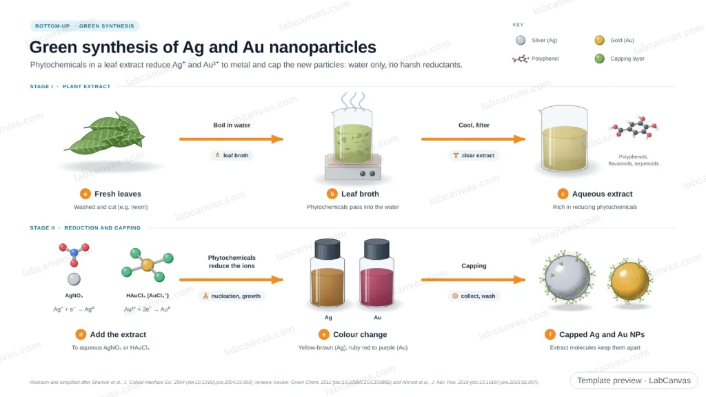 Green synthesis of silver and gold nanoparticles: preview of the editable figure template