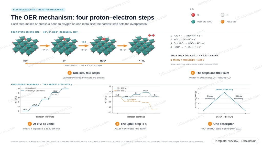 The OER mechanism: four proton–electron steps: preview of the editable figure template